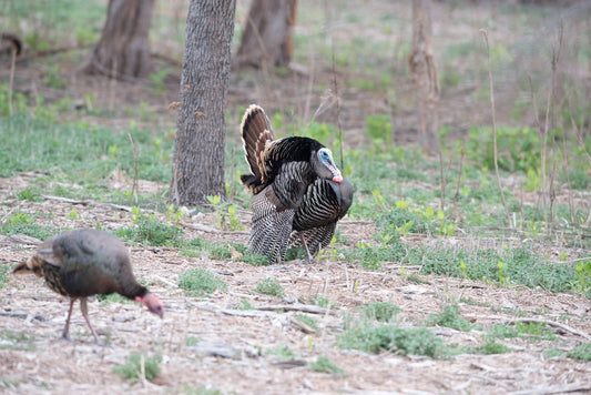 A Sportswoman's Guide to Turkey Hunting